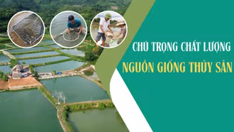 Chú trọng chất lượng nguồn giống thủy sản