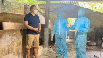 Quyết liệt ngăn chặn dịch tả lợn châu Phi