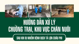 Hướng dẫn xử lý chuồng trại, khu vực chăn nuôi sau khi bị nhiễm bệnh dịch tả lợn châu Phi