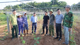 Bảo Thắng: Hỗ trợ 3 triệu đồng/ha để các hộ vùng sản xuất rau trọng điểm mua giống rau