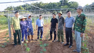 Bảo Thắng: Hỗ trợ 3 triệu đồng/ha để các hộ vùng sản xuất rau trọng điểm mua giống rau