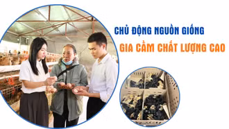 Chủ động nguồn giống gia cầm chất lượng cao