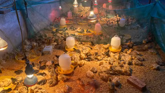 Triển khai mô hình sản xuất gà giống chất lượng cao