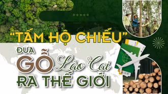 “Tấm hộ chiếu” đưa gỗ Lào Cai ra thế giới