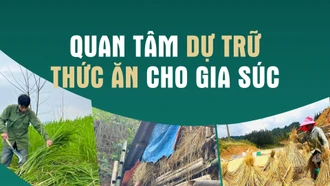 Quan tâm dự trữ thức ăn cho gia súc