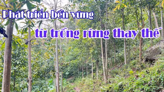 Phát triển bền vững từ trồng rừng thay thế