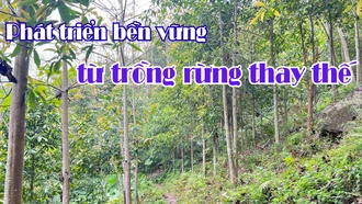 Phát triển bền vững từ trồng rừng thay thế