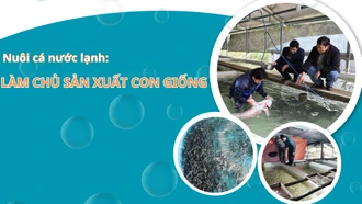 Nuôi cá nước lạnh: Làm chủ sản xuất con giống