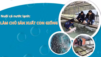 Nuôi cá nước lạnh: Làm chủ sản xuất con giống