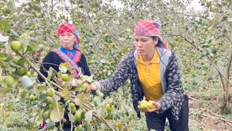 Trải nghiệm hái táo đầu xuân ở Bát Xát