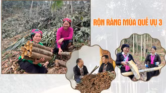 Rộn ràng mùa quế vụ 3