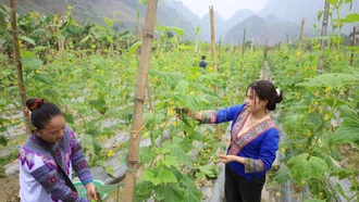 Triển vọng cây dưa chuột vụ 3 ở Phong Hải