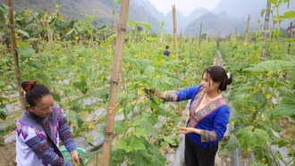 Triển vọng cây dưa chuột vụ 3 ở Phong Hải