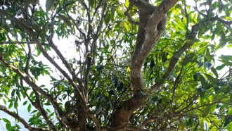 Công nhận 80 cây chè Shan là nguồn giống cây trồng lâm nghiệp