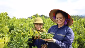 Trồng quất trên đất ruộng mang lại thu nhập ổn định