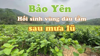 Bảo Yên: Hồi sinh vùng dâu tằm sau mưa lũ