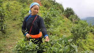 Toàn tỉnh có trên 2.575 ha cây trồng đạt tiêu chuẩn VietGAP, hữu cơ