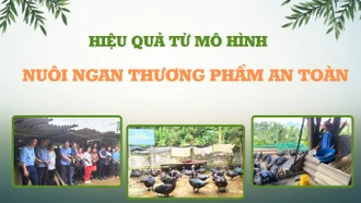 Hiệu quả từ mô hình nuôi ngan thương phẩm an toàn