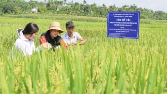 Đánh giá đề tài nghiên cứu, tuyển chọn các giống lúa chất lượng gạo ngon theo hướng thảo dược