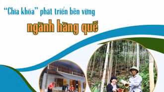 “Chìa khóa” phát triển bền vững ngành hàng quế