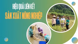 Hiệu quả liên kết sản xuất nông nghiệp