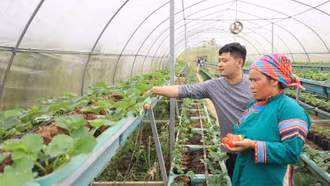 [Ảnh] Bắc Hà - điểm sáng phát triển nông nghiệp hữu cơ