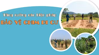 Tăng cường các biện pháp bảo vệ chim di cư