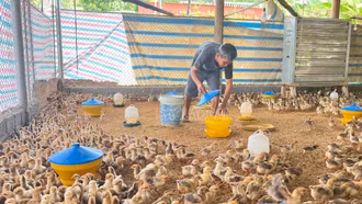 Giá gà tăng, người chăn nuôi phấn khởi tái đàn