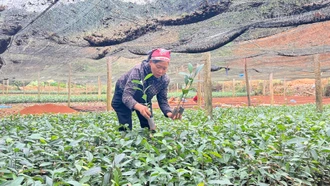 Chuẩn bị hơn 81 triệu cây giống phục vụ trồng rừng