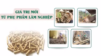 Giá trị mới từ phụ phẩm lâm nghiệp