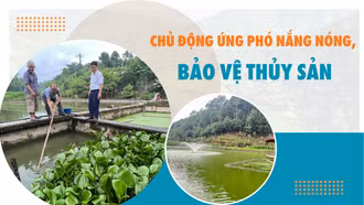 Chủ động ứng phó nắng nóng, bảo vệ thủy sản
