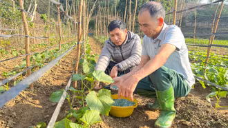 Kinh nghiệm trồng rau vụ đông của ông Lê Công Tâm