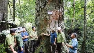 Lào Cai: Thành lập các Hạt Kiểm lâm khu vực