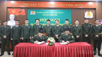 Giá trị sản xuất lâm nghiệp năm 2024 tăng 13% so với cùng kỳ