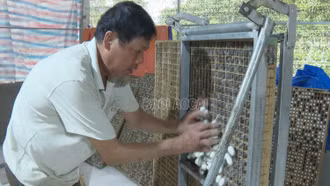 Nông dân Bảo Yên phấn khởi thu hoạch lứa kén tằm đầu tiên trong năm