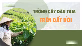 Trồng cây dâu tằm trên đất đồi
