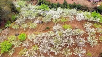 Mường Hum ngăn chặn tình trạng tự ý chặt cành lê