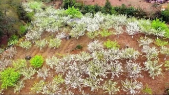 Mường Hum ngăn chặn tình trạng tự ý chặt cành lê