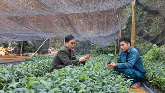 Vườn ươm vào vụ, sẵn sàng cây giống trồng rừng