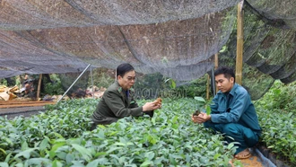 Vườn ươm vào vụ, sẵn sàng cây giống trồng rừng
