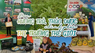 Đưa hương trà, thảo dược chinh phục thị trường thế giới