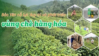 Bảo Yên nỗ lực duy trì và phát triển vùng chè hàng hóa