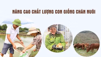Nâng cao chất lượng con giống chăn nuôi