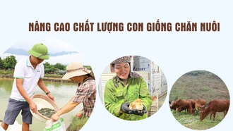 Nâng cao chất lượng con giống chăn nuôi