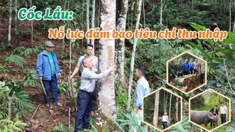 Cốc Lầu: Nỗ lực đảm bảo tiêu chí thu nhập