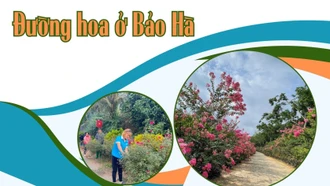 Đường hoa ở Bảo Hà