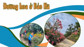 Đường hoa ở Bảo Hà