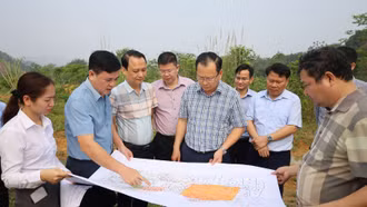 Kiểm tra thực địa một số dự án đầu tư lĩnh vực nông - lâm nghiệp tại Bảo Thắng