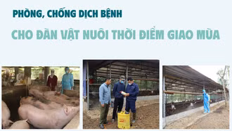 Phòng, chống dịch bệnh cho đàn vật nuôi thời điểm giao mùa