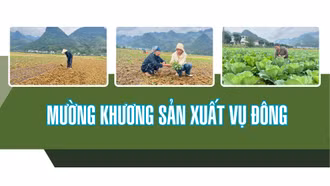 Mường Khương sản xuất vụ đông